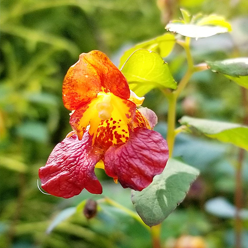 Learn About Nature (image card)