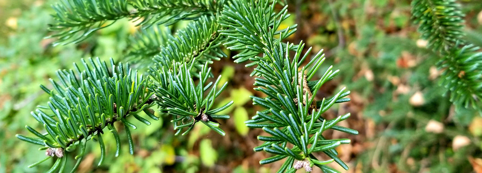 Slideshow Image - A closeup shot of pine needles on a tree