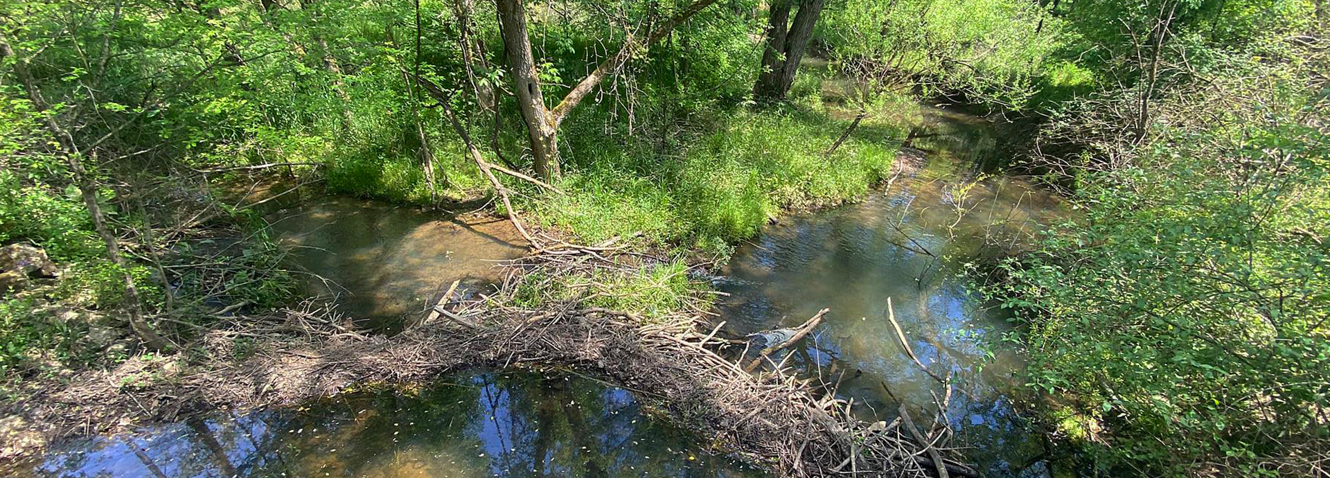 Slideshow Image - A beaver dam blocking a secluded stream