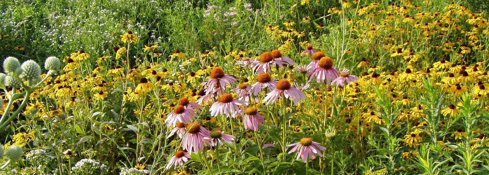Slideshow Image - A vibrant patch of native wildflowers