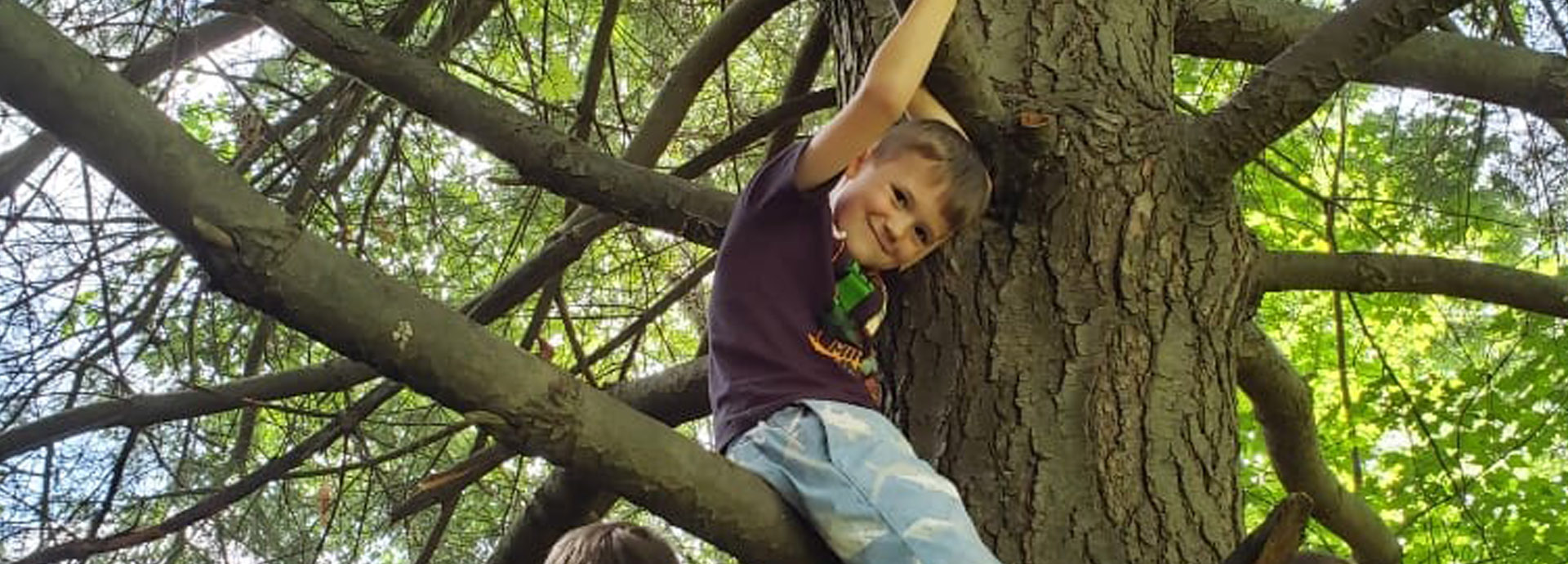 Slideshow Image - A young boy climbing a pine tree