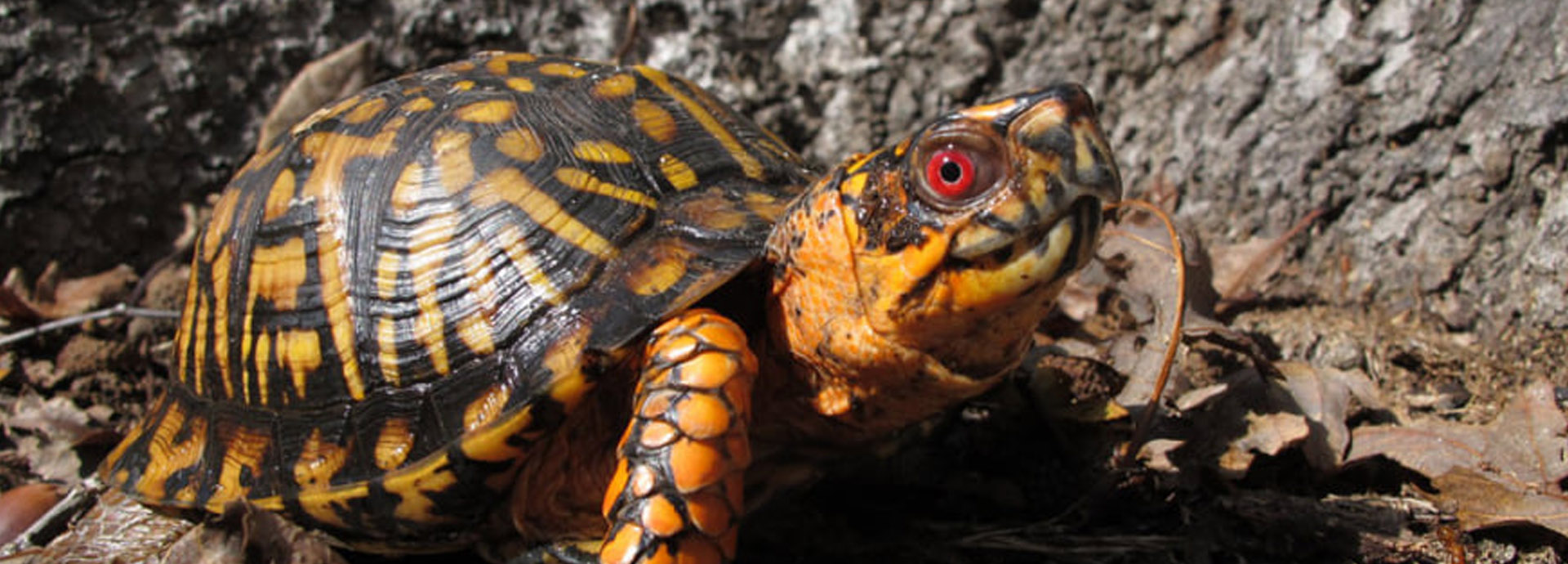 Slideshow Image - A vibrant yellow-patched box turtle