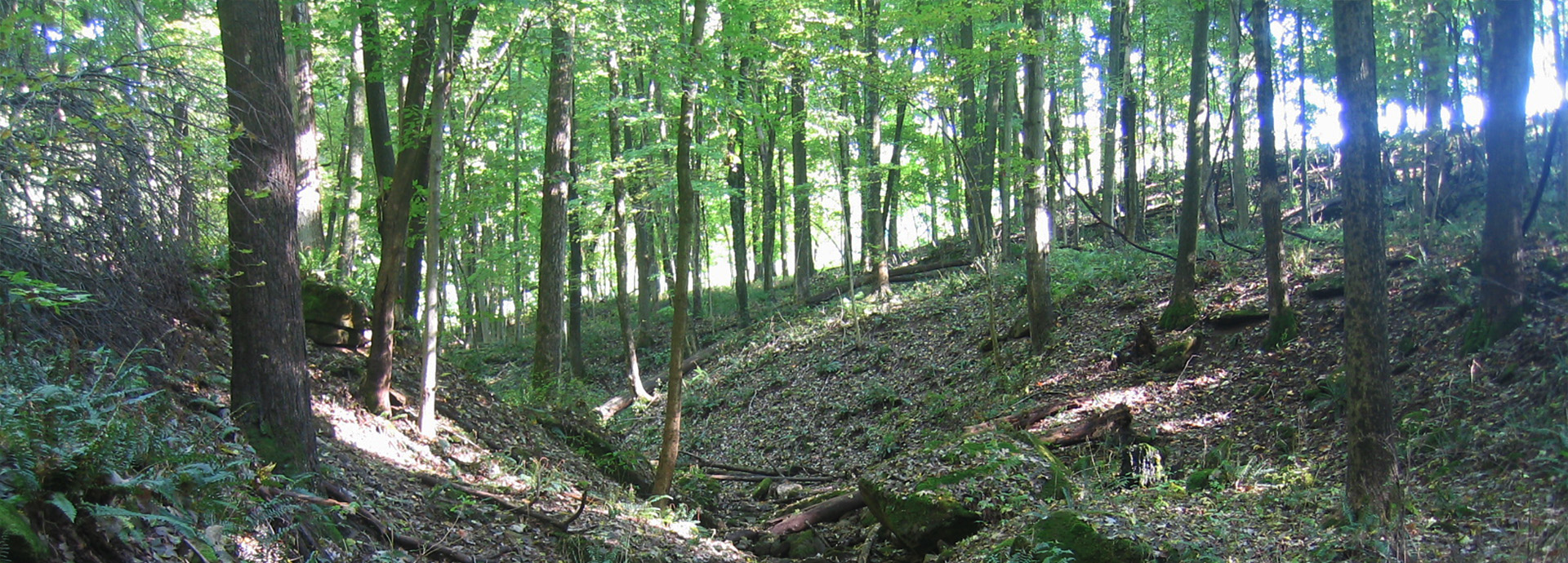 Slideshow Image - Lush green trees around a small cascading stream