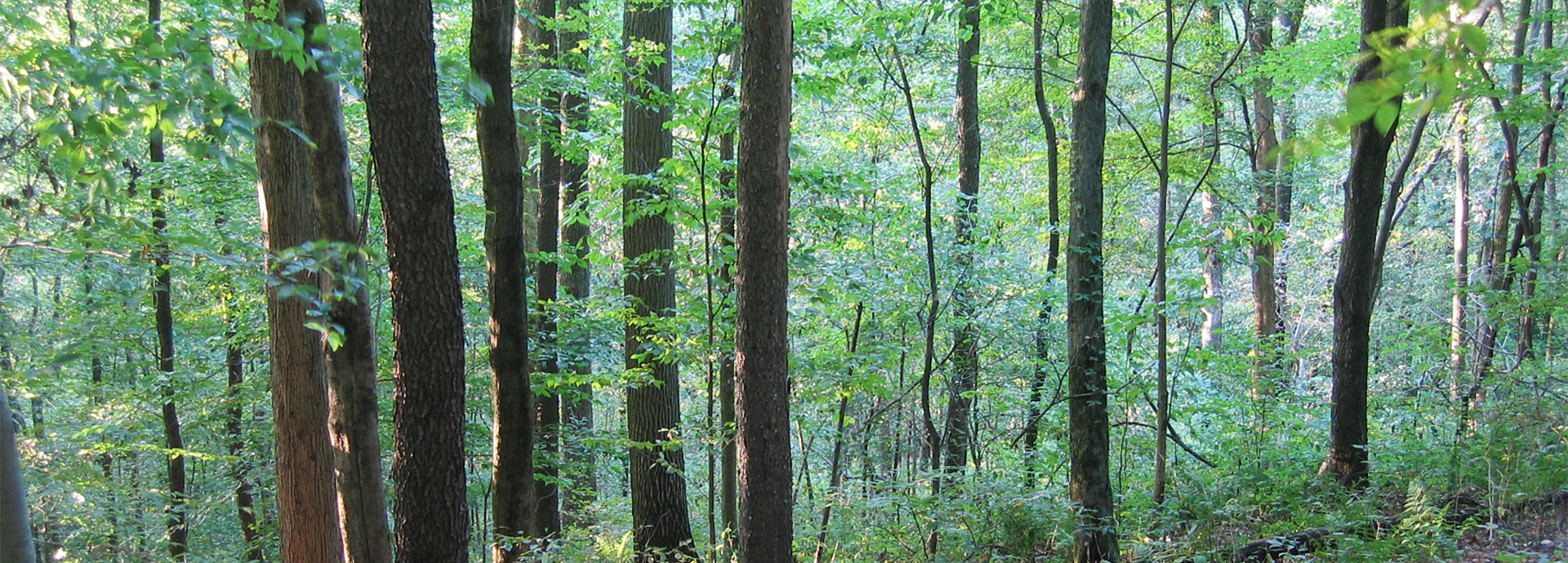 Slideshow Image - A lush green mixed forest environment