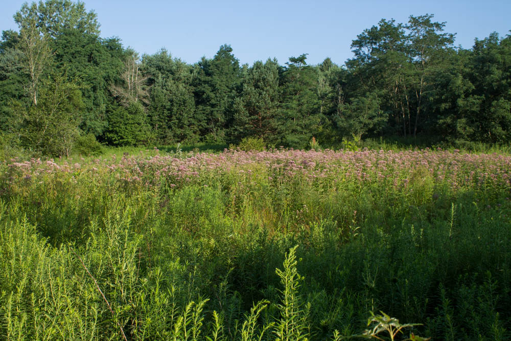 Native wildflowers in full bloom at GNC